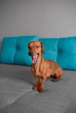 Dachshund yavru köpek esniyor, zeki görünüşlü sevimli komik köpek. 