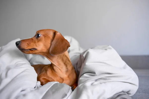 Dachshund cachorro en la manta. Lindo y divertido perro teniendo descanso . — Foto de Stock