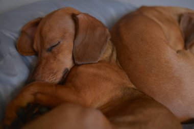 İki dachshund köpeği uykulu, sevimli köpek fotoğrafçılarıdır.. 