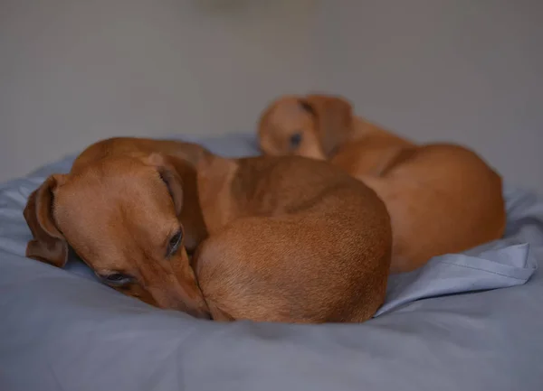 Two dachshund dogs are sleepy, cute dog photography. — Stock Photo, Image