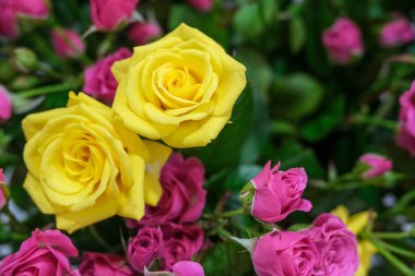 Pink and yellow roses in flower market.Beautiful pink and yellow floral background. Concept of holiday, presents, flower shop.