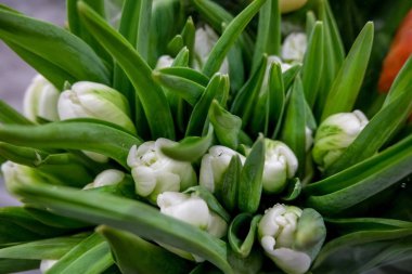 Beyaz laleler yaklaşıyor. Güzel menekşe çiçekli arka plan. Tatil anlayışı, hediyeler, çiçekçi dükkanı.