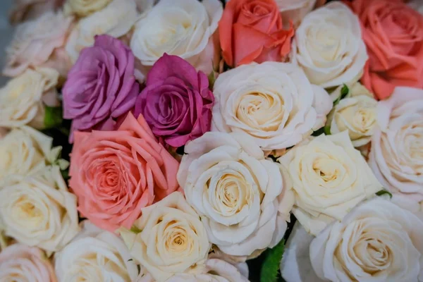 Mixed roses close-up, floral background.