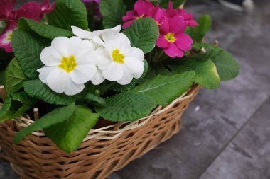 Çiçekçide sepetlerde menekşeler. Seçici odaklanma. Bahçe işleri ve mor çiçeklere bakma kavramı.