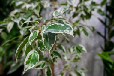 Saksıda ev bitkileri, seçici bir odak noktası. Bahçe işleri, ev ekimi. Dekor olarak ev için bitkiler satın almak. 