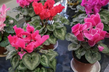 Begonya çiçekli güzel bir arka plan. Bahçe işleri ve ev bitkileri kavramı. 