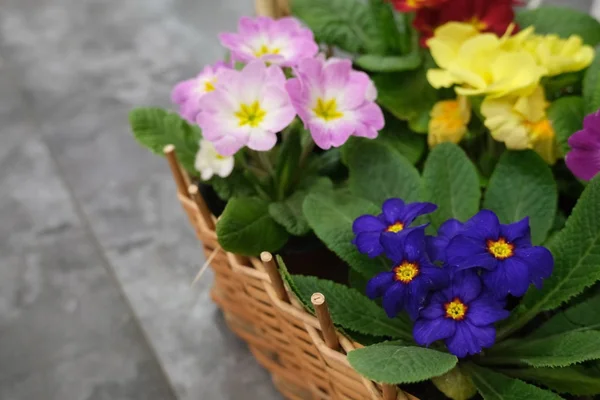 Violets in baskets in the flower shop. Selective focus. Concept of gardening and looking after violet flowers.