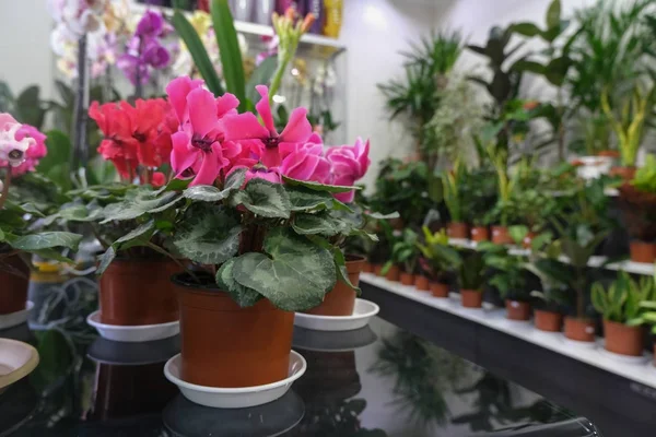 Lindas Flores Frescas Vasos Conceito Jardinagem Plantio Casa Comprar Plantas — Fotografia de Stock
