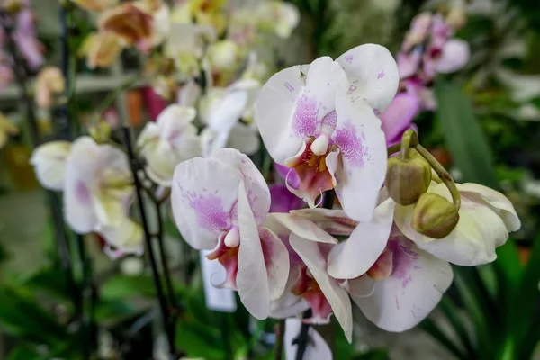 Цветы Орхидеи Закрываются Красивый Цветочный Фон Концепция Ухода Орхидеями Дому — стоковое фото