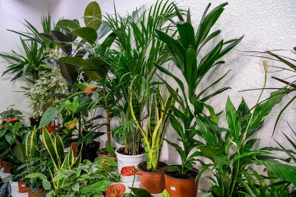鉢の観葉植物 選択的焦点 園芸の概念 家の植え付け 装飾として家のための植物を購入 — ストック写真