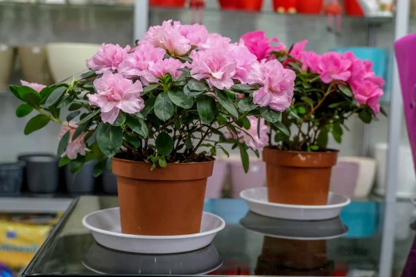 Begonia Macetas Flores Rosadas Concepto Jardinería Plantas Casa — Foto de Stock