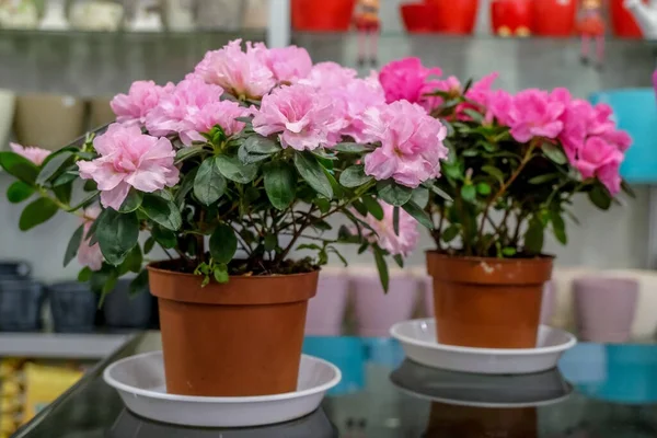 Μπεγόνια Γλάστρες Ροζ Λουλούδια Έννοια Της Κηπουρικής Και Των Φυτών — Φωτογραφία Αρχείου