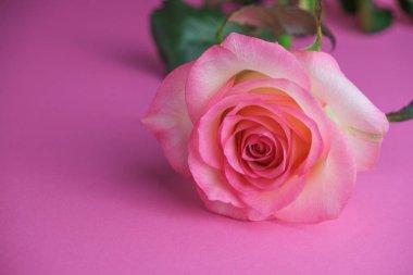 Pembe arka planda pembe gül. Bir çiçeğe yaklaş. Seçici odak.