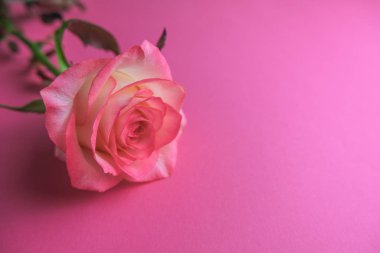 Pembe arka planda pembe gül. Bir çiçeğe yaklaş. Seçici odak.