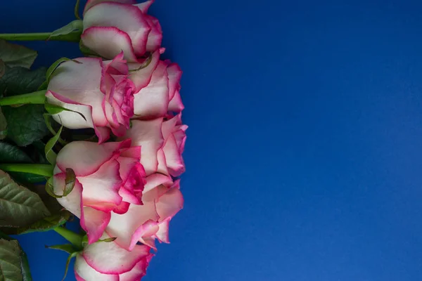 Bouquet of roses on royal blue background. Close up of flowers. Concept of Mothers Day, 8 March, Womens Day.