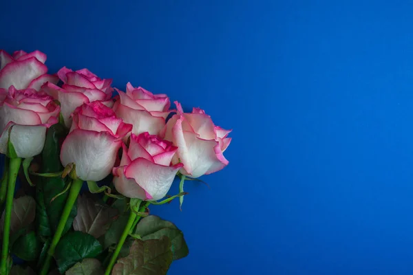 Bouquet of roses on royal blue background. Close up of flowers. Concept of Mothers Day, 8 March, Womens Day.