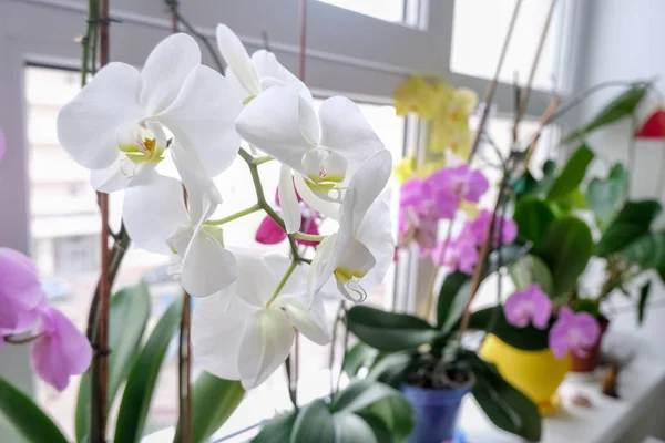 Fechar Acima Das Flores Brancas Grandes Orchid — Fotografia de Stock