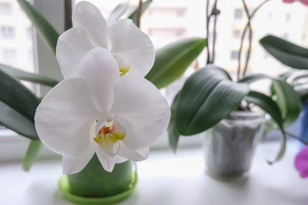 Fechar Acima Das Flores Brancas Grandes Orchid — Fotografia de Stock