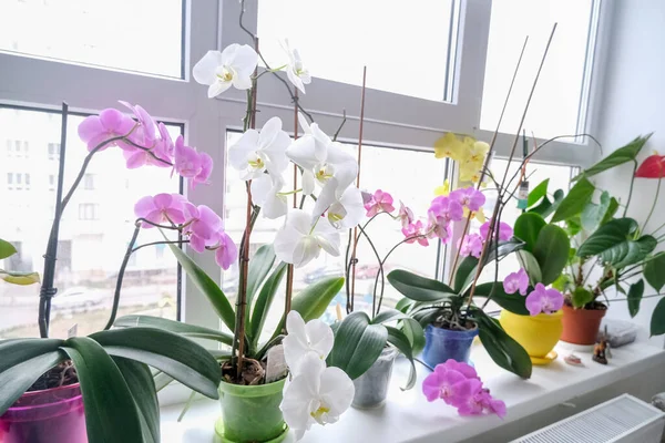 Flores Orquídea Macetas Alféizar Ventana Flores Orquídea Grande — Foto de Stock