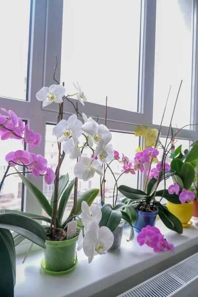 Орхидеи Цветы Горшках Подоконнике Большие Орхидеи — стоковое фото