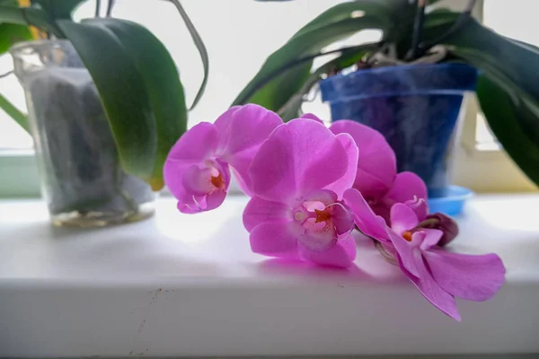 Fechar Acima Das Flores Brancas Grandes Orchid — Fotografia de Stock