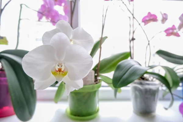 Primer Plano Flores Orquídea — Foto de Stock