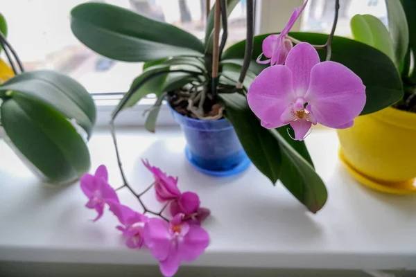 Flores Orquídea Macetas Alféizar Ventana Flores Orquídea Grande — Foto de Stock