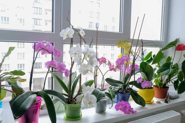 Orkidéblommor Hemma Skötsel Orkidéer — Stockfoto
