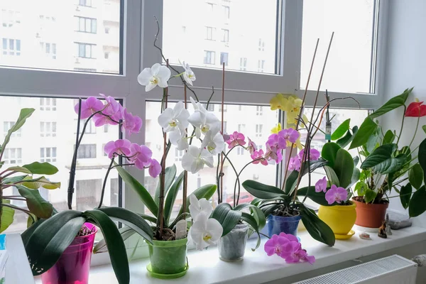 Orchidej Květiny Doma Starat Orchideje — Stock fotografie