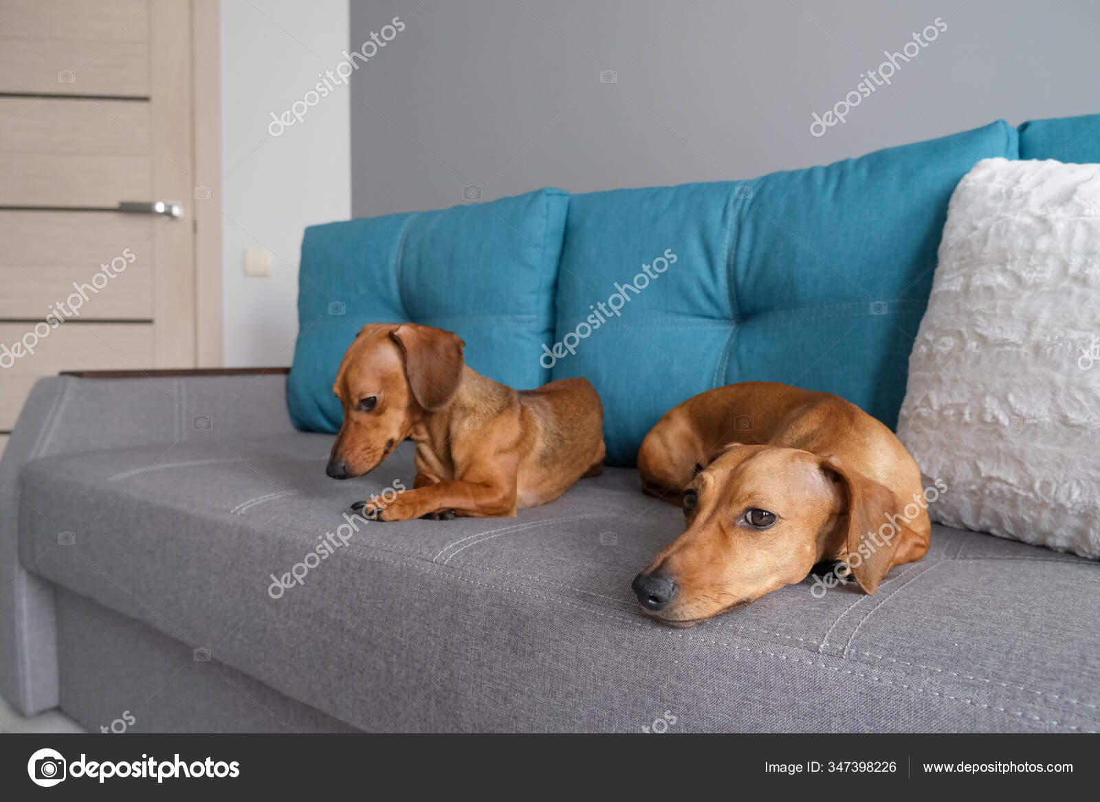 sofa puppy