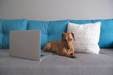 Dachshund yastıklarla kanepede yatıyordu, not defteriyle. Sıcak ve rahat bir ortam. Sağlıklı ve mutlu bir köpek..