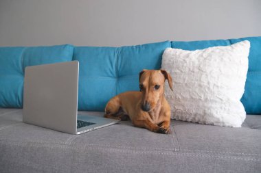 Dachshund yastıklarla kanepede yatıyordu, not defteriyle. Sıcak ve rahat bir ortam. Sağlıklı ve mutlu bir köpek..