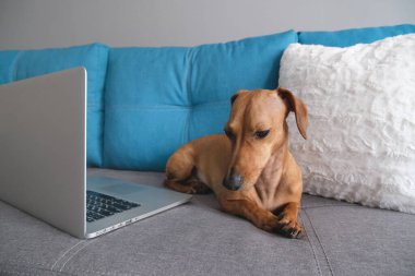 Dachshund yastıklarla kanepede yatıyordu, not defteriyle. Sıcak ve rahat bir ortam. Sağlıklı ve mutlu bir köpek..