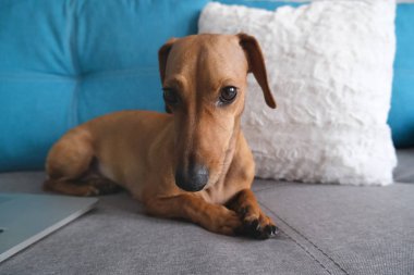 Dachshund yastıklarla kanepede yatıyordu, not defteriyle. Sıcak ve rahat bir ortam. Sağlıklı ve mutlu bir köpek..