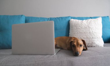 Dachshund yastıklarla kanepede yatıyordu, not defteriyle. Sıcak ve rahat bir ortam. Sağlıklı ve mutlu bir köpek..