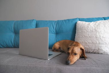 Dachshund yastıklarla kanepede yatıyordu, not defteriyle. Sıcak ve rahat bir ortam. Sağlıklı ve mutlu bir köpek..