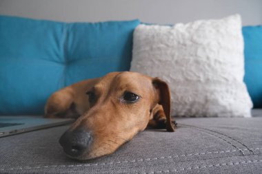 Dachshund yastıklarla kanepede yatıyordu, not defteriyle. Sıcak ve rahat bir ortam. Sağlıklı ve mutlu bir köpek..