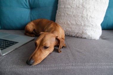 Dachshund yastıklarla kanepede yatıyordu, not defteriyle. Sıcak ve rahat bir ortam. Sağlıklı ve mutlu bir köpek..