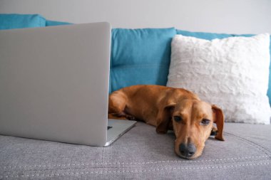 Dachshund yastıklarla kanepede yatıyordu, not defteriyle. Sıcak ve rahat bir ortam. Sağlıklı ve mutlu bir köpek..
