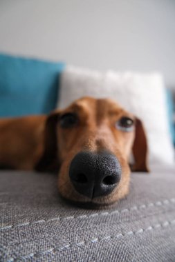 Bir daksund burnu yakın, şirin bir köpek fotoğrafı..