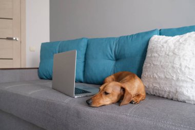 Dachshund yastıklarla kanepede yatıyordu, not defteriyle. Sıcak ve rahat bir ortam. Sağlıklı ve mutlu bir köpek..