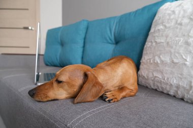 Dachshund yastıklarla kanepede yatıyordu, not defteriyle. Sıcak ve rahat bir ortam. Sağlıklı ve mutlu bir köpek..