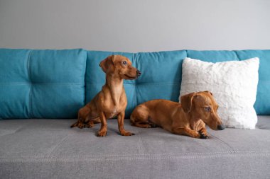 Dachshund ve dachshund köpeği kanepede yatıyor. Evdeki köpek hayatı.. 