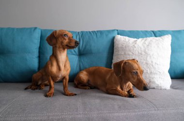 Dachshund ve dachshund köpeği kanepede yatıyor. Evdeki köpek hayatı.. 