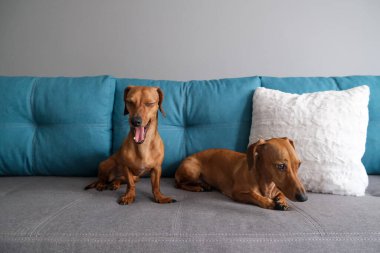 Dachshund ve dachshund köpeği kanepede yatıyor. Evdeki köpek hayatı.. 