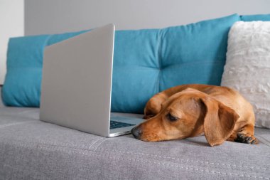 Dachshund yastıklarla kanepede yatıyordu, not defteriyle. Sıcak ve rahat bir ortam. Sağlıklı ve mutlu bir köpek..