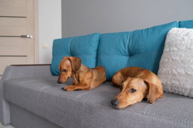 Dachshund ve dachshund köpeği kanepede yatıyor. Evdeki köpek hayatı.. 