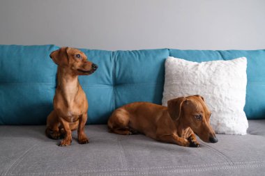 Dachshund ve dachshund köpeği kanepede yatıyor. Evdeki köpek hayatı.. 