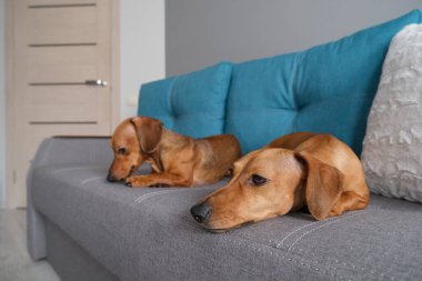 Dachshund ve dachshund köpeği kanepede yatıyor. Evdeki köpek hayatı.. 
