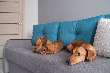 Dachshund ve dachshund köpeği kanepede yatıyor. Evdeki köpek hayatı.. 